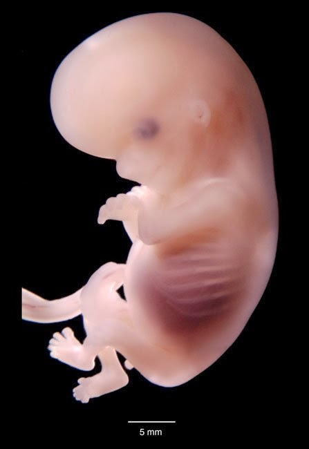 desarrollo bebe de 6 semanas